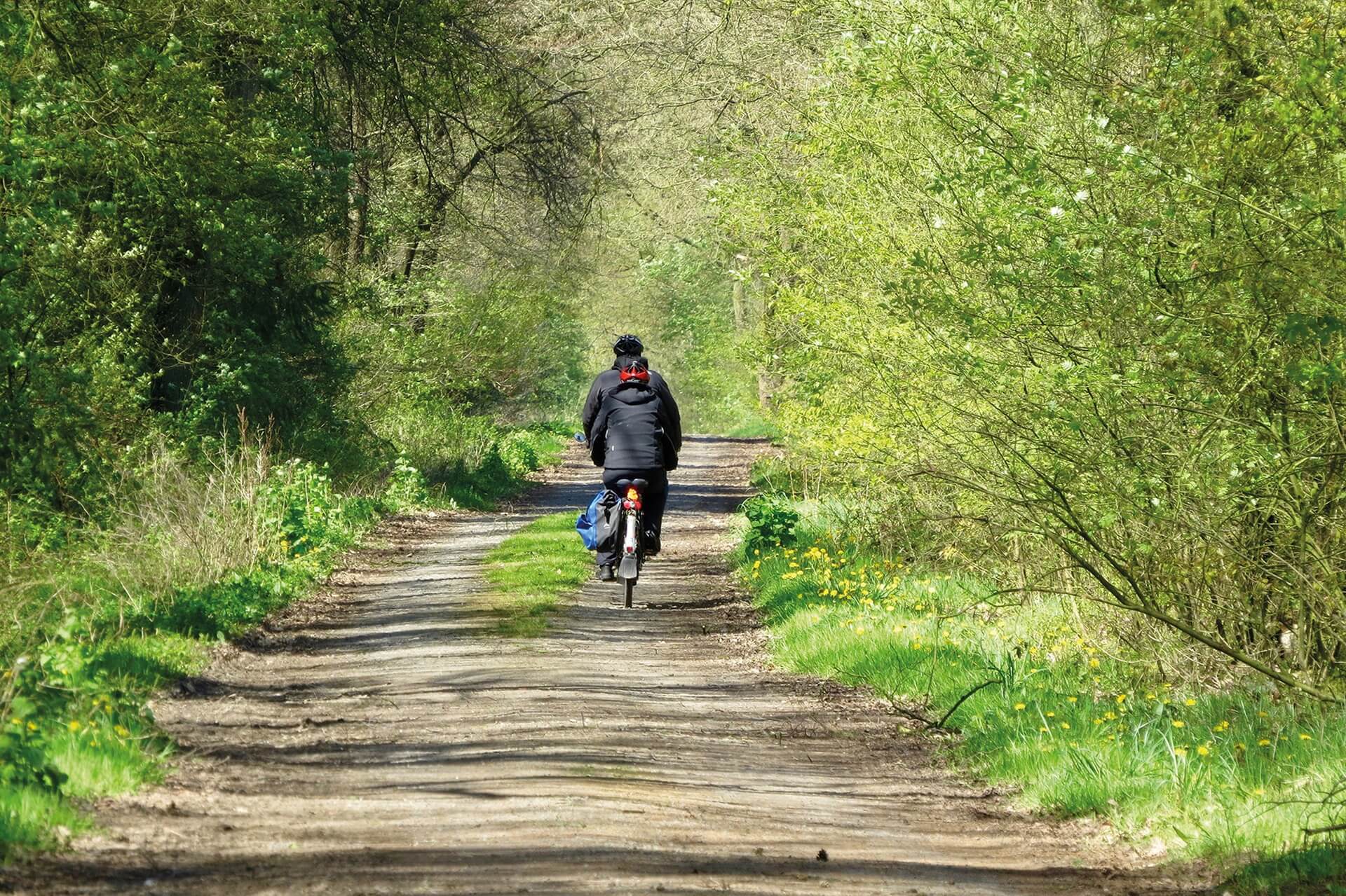 Das Bild zeigt einen Radfahrer auf einem Waldweg. Die Sonne scheint durch die Bäume hindurch.