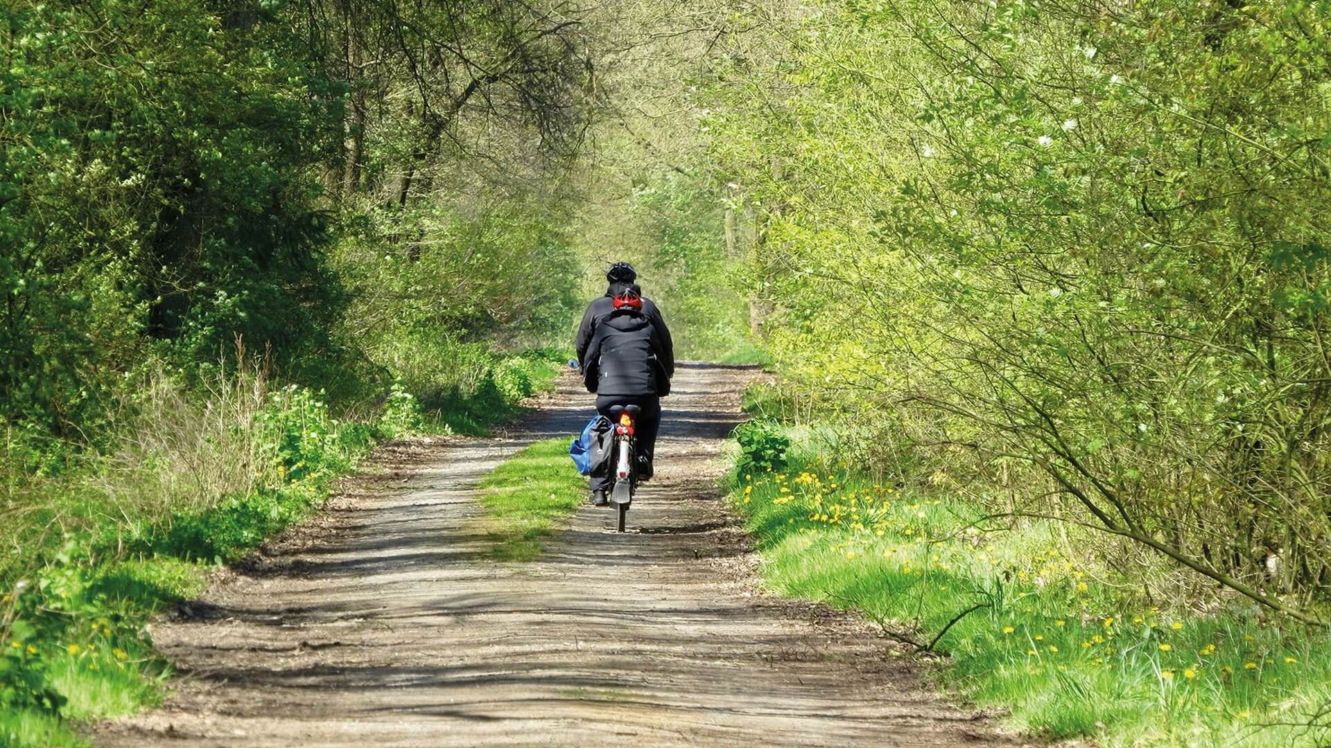 Das Bild zeigt einen Radfahrer auf einem Waldweg. Die Sonne scheint durch die Bäume hindurch.