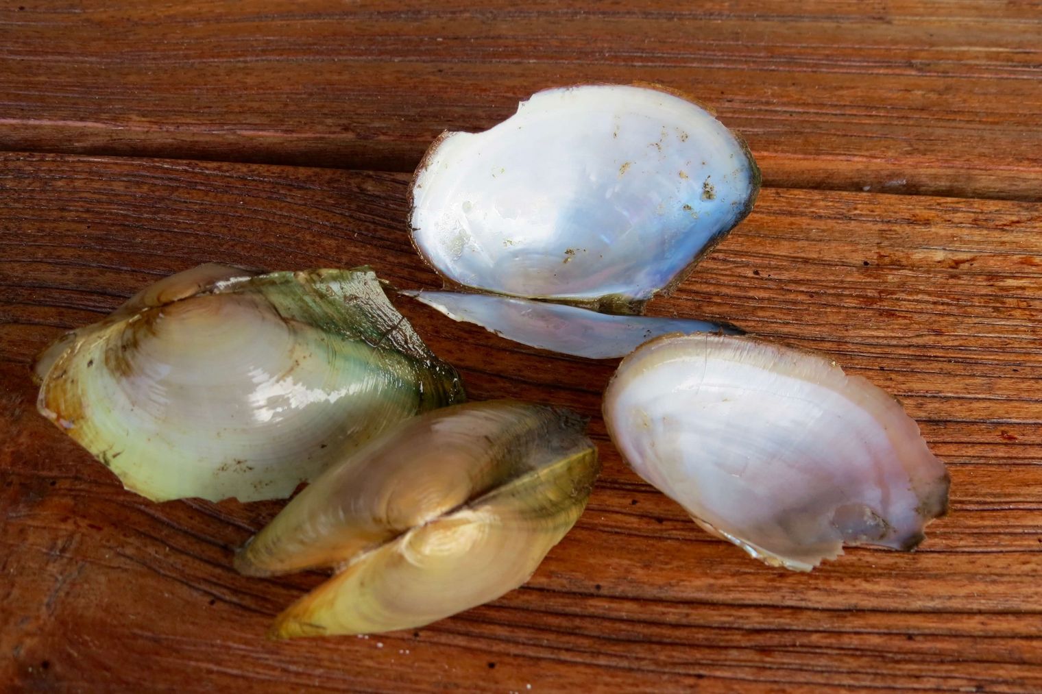 4 Muschelschalen aus dem Aper Tief auf einer Holzfläche.