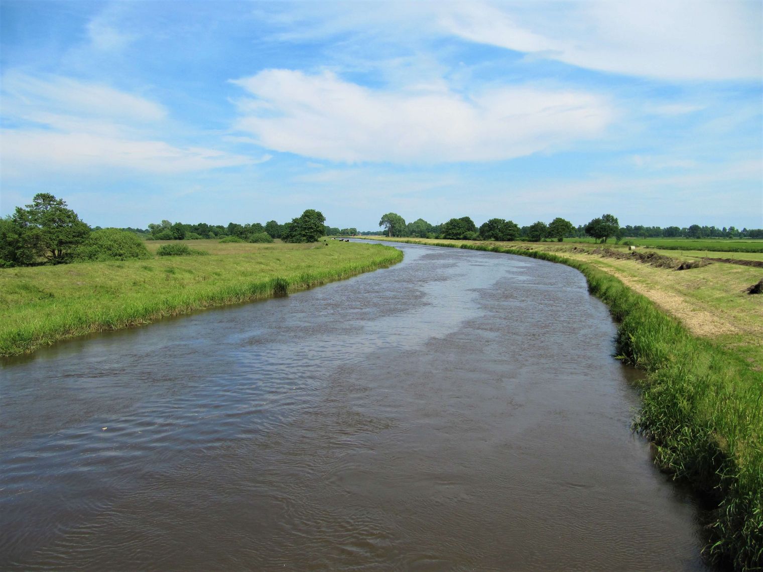 Schafe grasen auf einem grünen Deich. Im Hintergrund ist eine Überlauffläche von einem Fluss zu sehen.